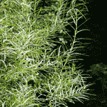 Sarga - Salix elaeagnos