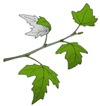 Fitxes dels arbres de ribera