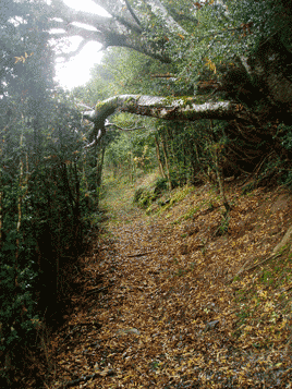 camí de la baga de Toses