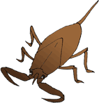 Fitxes d'invertebrats aquàtics