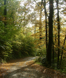 Fageda de Can Peric