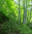 Fageda del turó de Corones