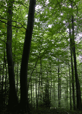 Fageda - Fagus sylvatica