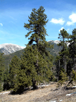 Pi negre - Pinus uncinata