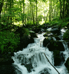 Fageda del turó de Corones