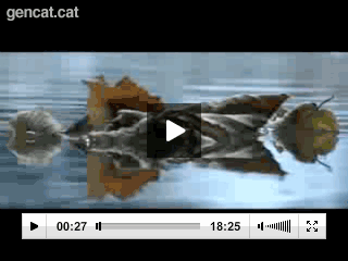 Vdeo del cranc de riu de potes blanques del PNZVG