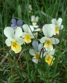 Violes tricolor, Llanars