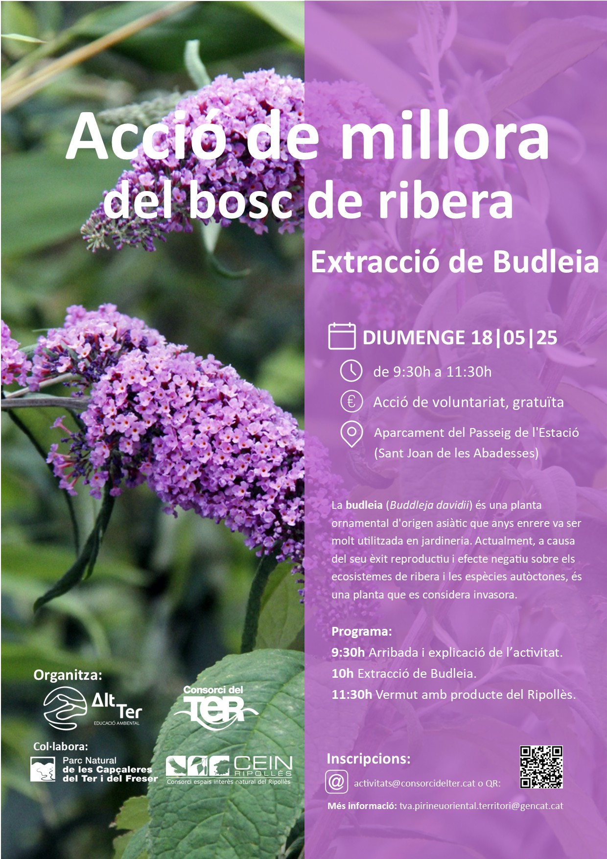 Cartell Budleia